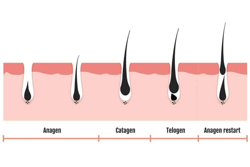 Como hacer crecer los pelos de las discount piernas